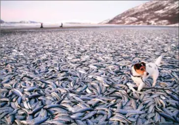  ?? JAN PETTER JORGENSEN/SCANPIX NORWAY/AFP ?? A dog walks around tons of dead fish on a beach in northern Norway.