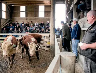  ?? CHRISTEL YARDLEY/FAIRFAX NZ ?? Hereford bulls lifted $150 on last year’s price at the annual Bullseye sale near Huntly.