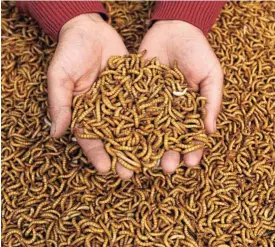  ?? /Reuters ?? Cycle of life: A maggot farmer checks his black soldier fly larvae, which are dried and sold to animal and fish-feed makers.