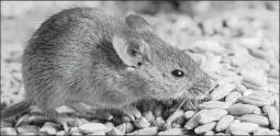  ?? DREAMSTIME ?? Many rodents and insects seek indoor shelter and food when the weather turns cold.