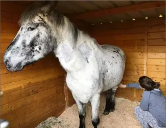  ?? (Photo DR) ?? Dans son box à Peymeinade, le poney Pistache en route vers la guérison, grâce à la solidarité des amis des animaux.