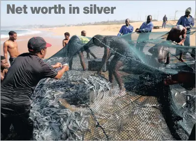  ?? PICTURE: REUTERS ?? FISH FINGERS: Fishermen empty a net of sardines in Kelso yesterday.