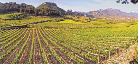  ?? FOTO: KLINK / BODEGAS MUGA ?? Die weitläufig­en Weingärten im nordspanis­chen Rioja bringen Rotweine von hoher Qualität hervor.