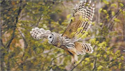  ?? JOHNWOIKE/HARTFORD COURANT ?? Barred owls have been reported among the hundreds of thousands of dead birds found in New Mexico — news that sent Biblioracl­e columnist JohnWarner back to his books.