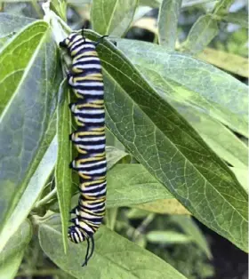  ?? Fritz Mitnick ?? A monarch butterfly lava on a milkweed plant.