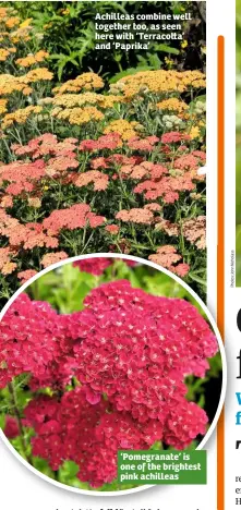  ??  ?? Achilleas combine well together too, as seen here with ‘Terraco a’ and ‘Paprika’ ‘Pomegranat­e’ is one of the brightest pink achilleas