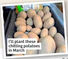  ?? ?? I’ll plant these chitting potatoes in March