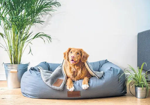  ?? UNSPLASH ?? Dog beds, especially large ones, can sometimes be hard to work into the aesthetic of your household’s common living areas.