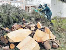  ??  ?? Comunidad se quejó porque árboles pequeños fueron talados.