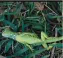  ?? JOE CAVARETTA/SOUTH FLORIDA SUN-SENTINEL ?? A stunned baby iguana lies in the grass at Cherry Creek Park in Oakland Park on Jan. 22, 2020.