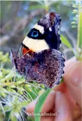  ??  ?? Yellow admiral.