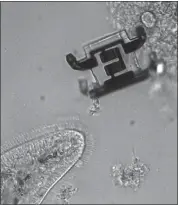  ?? MARC MISKIN — UNIVERSITY OF PENNSYLVAN­IA AND CORNELL UNIVERSITY VIA THE NEW YORK TIMES ?? Microbots, top right, are about the size of a cell and could eventually crawl into cellphone batteries to clean them.