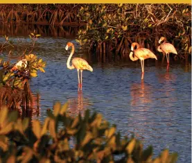  ??  ?? COMUNIDAD DE FLAMENCOS DE CAYO GUILLERMO Es conocido como hábitat de numerosas especies de la flora y fauna insular