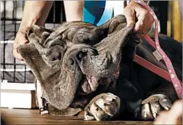  ?? MONICA M. DAVEY/EPA ?? Martha, a 3-year-old, 125-pound mastiff, was judged to be the World’s Ugliest Dog.