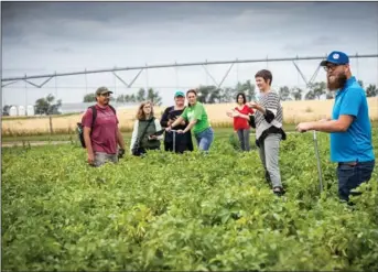  ?? Photos contribute­d ?? Dr. Willemijn Appels and her team in the field as part of a research partnershi­p with the Potato Growers of Alberta.