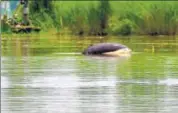 ?? WWF INDIA ?? One of the dolphins spotted during the survey at Munda Pind village in Punjab.