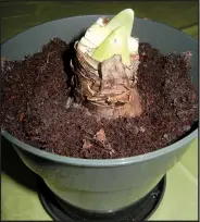  ??  ?? Plant amaryllis in a small pot rather than a big one.