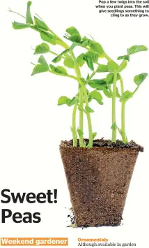  ??  ?? Pop a few twigs into the soil when you plant peas. This will give seedlings something to cling to as they grow.