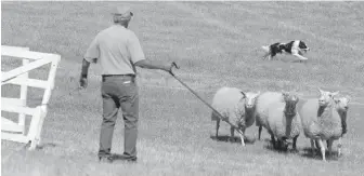  ??  ?? City folk might be even happier than farm folk to see the Metchosin Sheepdog Trial’s return, what with the surging interest of many urbanites in all things agricultur­al.