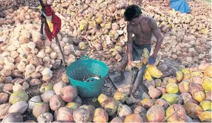  ?? PATIPAT JANTHONG ?? Workers shelling coconuts at a processing plant in Prachuap Khiri Khan. Afta terms ban importers from selling the drupe to local traders, which may have been violated.