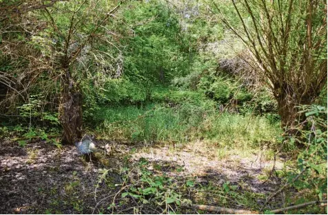  ?? Foto: Wolfgang Widemann ?? In diesem Bereich des Naturschut­zgebiets „Leitheimer Altwasser“hat ein Mann die Überreste eines Menschen entdeckt. Die Polizei möchte jetzt die Identität des Toten klären – und hat dabei bereits eine Vermutung.
