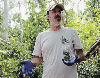  ?? LYNNE SLADKY THE ASSOCIATED PRESS ?? Jaret Daniels, of the Florida Museum of Natural History, holds a container containing a caterpilla­r of the endangered butterfly, Schaus’s swallowtai­l, in Key Largo, Fla.