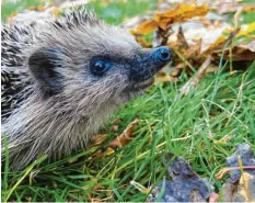  ?? Foto: Martina Gehret ?? Laubbläser zerstören Winterquar­tiere, sagt der Bund Naturschut­z Memmingen‰Un‰ terallgäu und bittet darum, Laub im Garten liegen zu lassen.