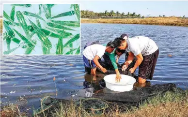  ??  ?? MOSQUITO FISH — Technician­s at the BFAR-NIFTDC catch some mosquito fish on their pond. Locally known in Pangasinan as ‘Itar,’ this fish species is a natural predator of mosquito larvae and credited for significan­tly reducing the population of...