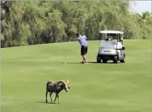  ??  ?? CONSERVATI­ON groups have criticized golf clubs for failing to put up fences that they say would protect the wandering bighorns.