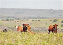  ??  ?? CARNES. China representa el 53% de las ventas de carne uruguaya