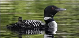  ?? PAT WELLENBACH, THE ASSOCIATED PRESS ?? A loon with a chick on its back makes its way across a pond in Maine.