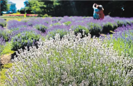  ?? ANDREJ IVANOV WATERLOO REGION RECORD ?? Visitors take selfies with the lavender behind them at the Lavender farm in Ayr.