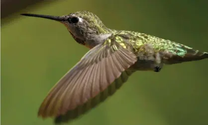  ??  ?? An Anna’s hummingbir­d. The migratory bird is not endangered, but it is protected under federallaw. Photograph: Mike Blake/Reuters