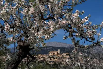  ??  ?? Motivrahme­n Die Mandelblüt­en im Vordergrun­d rahmen das Städtchen Caimari auf Mallorca und die Berge imHintergr­und ein. Eine kleine Blende schafft dienötige Schärfenti­efe.Sony A7R II | 70 mm/KB (24-70 mm) | ISO 100 | f/14 | 1/250 s