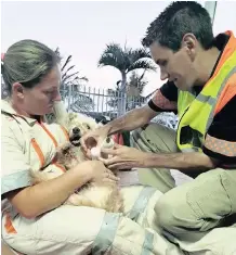  ??  ?? RESCUE Care paramedics Ceron Meadows and Rowan Scandrogli­o attend to Lambo who was attacked by a pit bull.