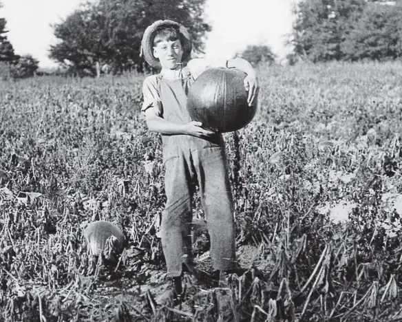  ??  ?? Top: A boy harvests pumpkins in Quebec, circa 1925.