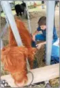  ?? DISPATCH STAFF PHOTO ?? Isaac Trush, 17, of Georgetown, clips his Scottish Highland at the Madison County Fair in Brookfield on Saturday, July 12, 2014. This year’s fair will run July 12-15, 2018.