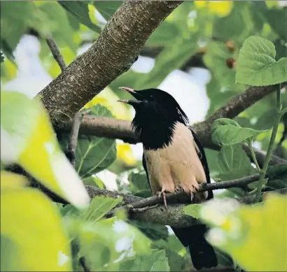  ?? ALBERT BURGAS / SEOBIRDLIF­E ?? Los ejemplares adultos son de color rosado tanto en la zona ventral como en la dorsal