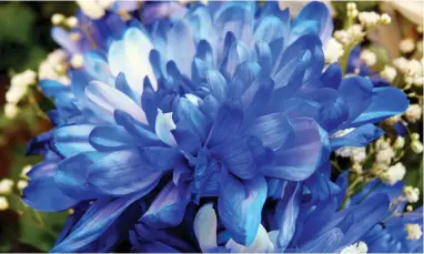  ??  ?? IT’S OFFICIAL: Regarded as a scientific breakthrou­gh which could transform our gardens, the true blue chrysanthe­mum was created by Japanese scientists.