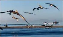  ??  ?? Pelicans and gulls take to the air at the edge of Baja’s Magdalena Bay as a fishing boat heads for far shores wreathed in morning mist.