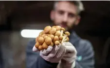  ?? ?? Quentin Declerck holds organic mushrooms produced by the company Eclo, in Brussels.