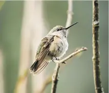  ?? DEB JOHNSTON ?? A tiny Calliope hummingbir­d has created a stir within North America’s birding groups after arriving in a backyard in Goderich.