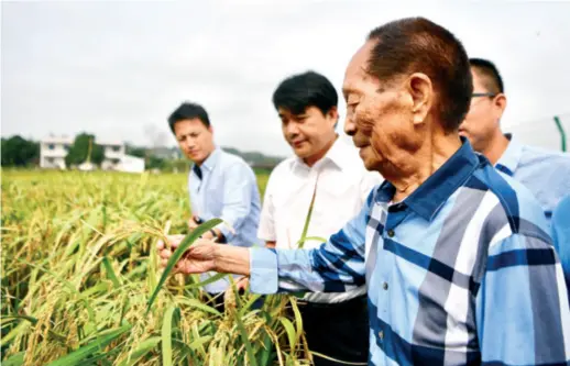  ??  ?? Yuan Longping, known as China’s “Father of Hybrid Rice,” inspects a new breed in a field in Hekou Township in Xiangtan City, central China’s Hunan Province, on September 29, 2017