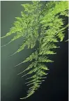  ??  ?? DELICATE Asparagus fern enjoys indirect light and mist
