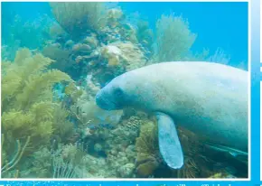  ??  ?? Es común encontrar especies como el manatí antillano (Trichechus manatus) en áreas de arrecifes de coral. El manatí antillano está listado como especie en peligro de extinción.