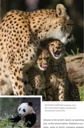  ??  ?? MOTHER CHEETAH watches over her cubs, above; a giant panda eyes his bamboo lunch, left.