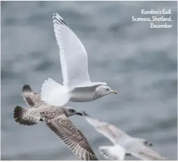  ??  ?? Kumlien’s Gull, Scatness, Shetland, December