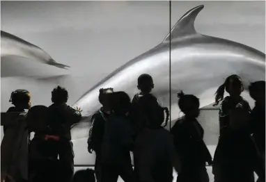  ?? PICTURE: ARMAND HOUGH/AFRICAN NEWS AGENCY (ANA) ?? HAPPY CAMPERS: Children inspect the ocean mammal exhibition on a visit to the Iziko Museum.