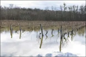  ?? (AP/Yohan Bonnet) ?? Floodwater submerges vineyards near Cognac, southweste­rn France, on Sunday. Floodwater has devastated many vineyards and orchards in southwest France including in the French town of Saintes where many people were evacuated from flooded homes, and in Paris the Seine River overflowed its embankment.