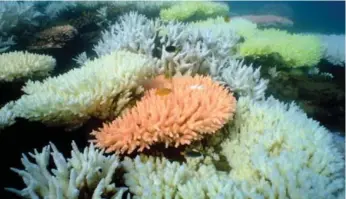  ?? RAY BERKELMANS/AUSTRALIAN INSTITUTE OF MARINE SCIENCE ?? Australia’s Great Barrier Reef has lost more than half its coral cover in the past 27 years.